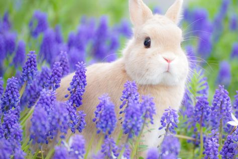 Lavender Flower Aesthetic Vintage, Japanese Places, Fluffy Bunnies, Lavender Bunny, Aesthetic Animals, Wallpaper Theme, Bunny Stuff, Lavender Green, Bunny Rabbits