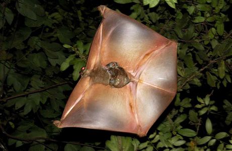 Sunda Colugo (Sunda Flying Lemur) - Album on Imgur Flying Lemur, Bizarre Animals, Regnul Animal, Mangrove Swamp, Flying Squirrel, Interesting Animals, Unusual Animals, Rare Animals, Tropical Rainforest