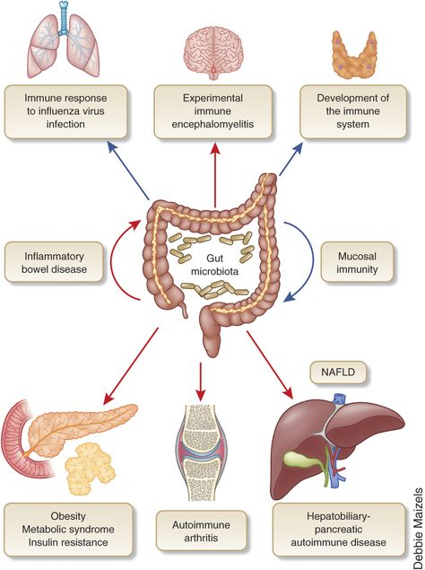 Speculative Design, Infographic Inspiration, Gut Microbiota, Immune Response, Positive And Negative, Autoimmune Disease, Gut Health, Plexus Products, Negative Feedback