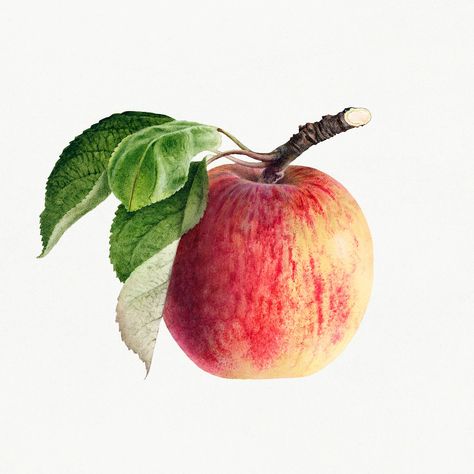 Fruit References, Illustration Mockup, Apple Illustration, Watercolor Collection, Free Illustration Images, Watercolor Fruit, Apple Prints, Fruit Photography, Botanical Tattoo