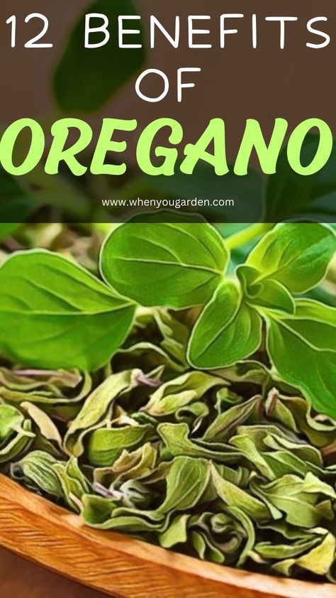 Benefits of Oregano Oregano Health Benefits, Benefits Of Oil Of Oregano, Oil Of Oregano Benefits How To Use, Oregano Tea Benefits, Oil Of Oregano Benefits, Oregano Benefits, Benefits Of Oregano, Herbal Benefits, Oil Of Oregano