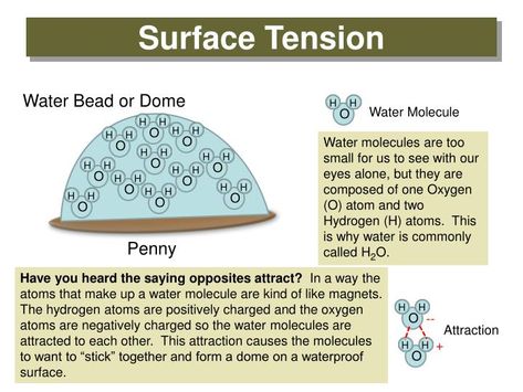 Surface Tension. Water Bead or Dome. Water Molecule. H. H. H. H. H. H. H. H. H. H. H. H. H. H. H. H. H. H. H. H. H. H. H. H. H. H. H. H. Surface Tension Physics, Library School, Oceans 11, Chemistry Education, Teaching Chemistry, Surface Tension, Grade 12, Water Molecule, Science Notes