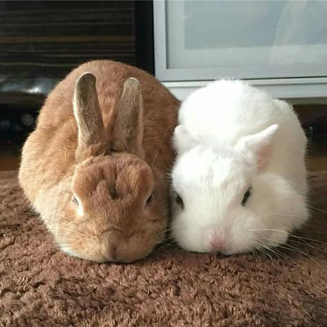 Rabbit Life, Cute Bunny Pictures, Cute Bunnies, Bunny Cages, Some Bunny Loves You, Kawaii Bunny, Bunny Pictures, Pet Bunny, Funny Bunnies