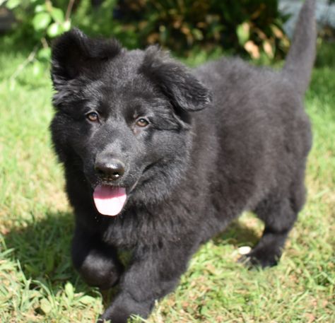 German Shepherd Long Coat, Black Sable German Shepherd, German Shepherd Black, Blue German Shepherd, Long Coat German Shepherd, German Shepherd For Sale, Black German Shepherd Puppies, Long Haired German Shepherd, Sable German Shepherd