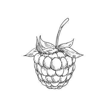 Blackberry Drawing, Raspberry Drawing, Garden Dessert, Prom Posters, Plant Diet, Fruit Sketch, Natural Farming, Fruits Drawing, Line Art Tattoos