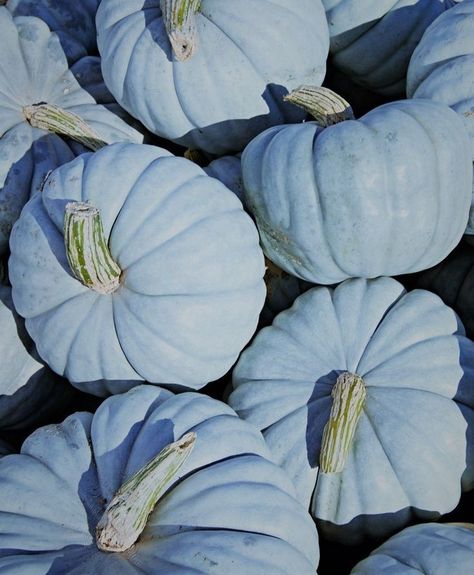 Blue Autumn Aesthetic, Jarrahdale Pumpkin, Pumpkin Story, Blue Autumn, Blue Pumpkin, Pretty Pumpkins, Sun Water, Blue Pumpkins, Autumn Decor