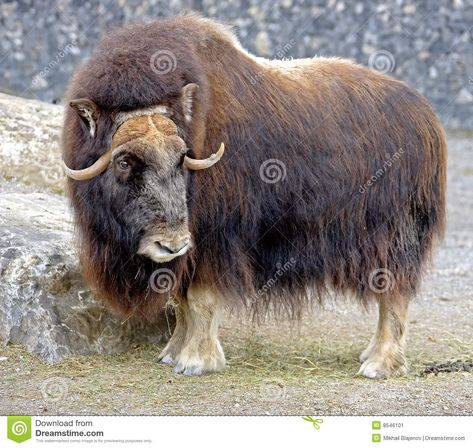 Musk Ox Photography, Letter Pictures, Antarctic Animals, Elephant Shrew, North American Animals, Musk Ox, Animal Jam, Ceramic Animals, Animal Heads