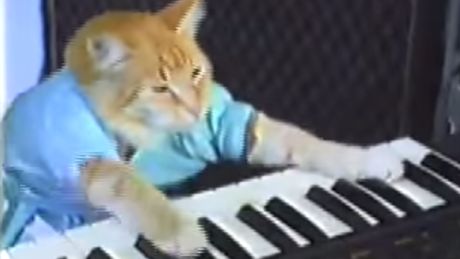 Keyboard Cat, Internet Cats, Playing The Piano, Playing Piano, Cat Themed, Funny Cat Memes, Music Humor, Cat Playing, Grumpy Cat