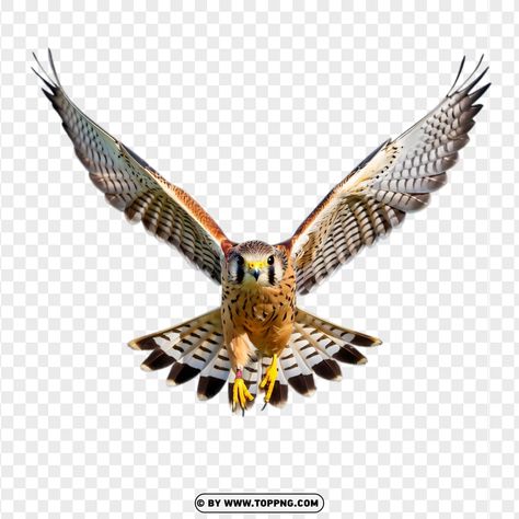 Bird Flying Front View, Bird Front View, Hawk Flying, Hawk Wings, American Kestrel, Open Wings, Bird Wings, Kestrel, Birds Flying