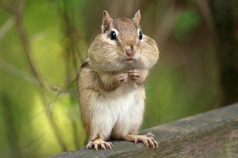 Chipmunk with cheeks full of sunflower seeds! Chipmunk Cheeks, Full Cheeks, Sunflower Seeds, Squirrels, Chipmunks, Sunflower, Seeds, Elephant, Collage