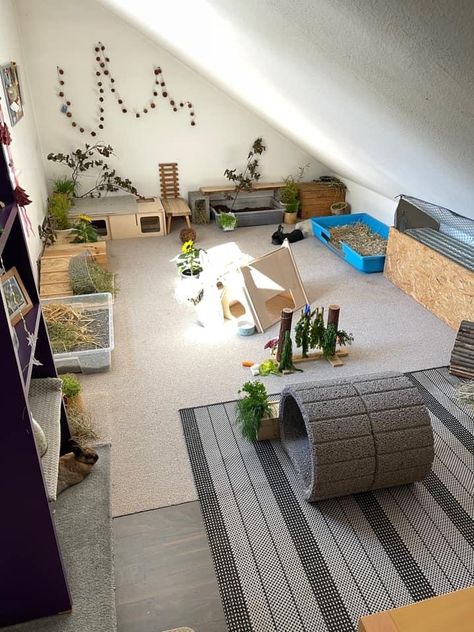 Bunny Pens Indoor, Rabbit Rooms Indoor, Rabbit Pen Setup, Indoor Bunny Enclosure Ideas, Diy Animal Decor, Rabbit Indoor House Ideas Diy, Inside Rabbit Enclosure, Freeroam Bunny Setup, Rabbit Space Indoor