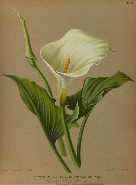 arum lily, Common Calla lily - Album van Eeden 1872-1881 - PRINTABLE Tropical Flowers Illustration, Zantedeschia Aethiopica, Lilies Drawing, Arum Lily, Lily Painting, Missouri Botanical Garden, Theme Nature, Flowers Illustration, Calla Lilies