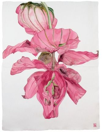 Sarah Graham exhibition opens 26th September - BOTANICAL ART & ARTISTS Sarah Graham Artist, Medinilla Magnifica, Signs Youre In Love, Sarah Graham, Fungi Art, Alexa Hampton, Flora Fauna, Art Instructions, Art Pricing