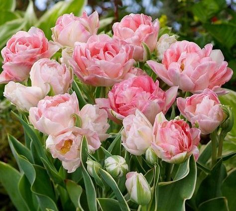 tulipan Annelinde Tulip Seeds, Easy To Grow Flowers, Tulip Bulbs, Tulips Garden, Pink Garden, Spring Bulbs, Hydroponic Gardening, Pink Tulips, Tulips Flowers