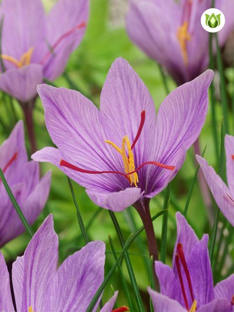 Autumn Crocus Flower, Crocus Aesthetic, Tattoo Magpie, Saffron Crocus Flower, Growing Saffron, Saffron Plant, Produce Garden, Autumn Crocus, Flower Parts