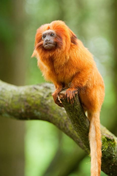 Golden lion tamarin. Cute golden lion tamarin (Leontopithecus rosalia , #spon, #tamarin, #lion, #Golden, #Cute, #rosalia #ad Golden Lion Tamarin, Arte Jazz, Types Of Monkeys, Monkey World, Monkey Animal, Golden Lions, List Of Animals, Pet Monkey, Funny Birds