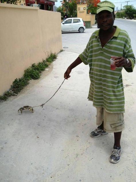 Walking his pet crab. | The 6 Best Photos Found On Reddit Last Week Crab Meme, Jokes Photos, Struggle Is Real, Bones Funny, Funny Photos, Funny Cute, Crab, I Laughed, Funny Animals