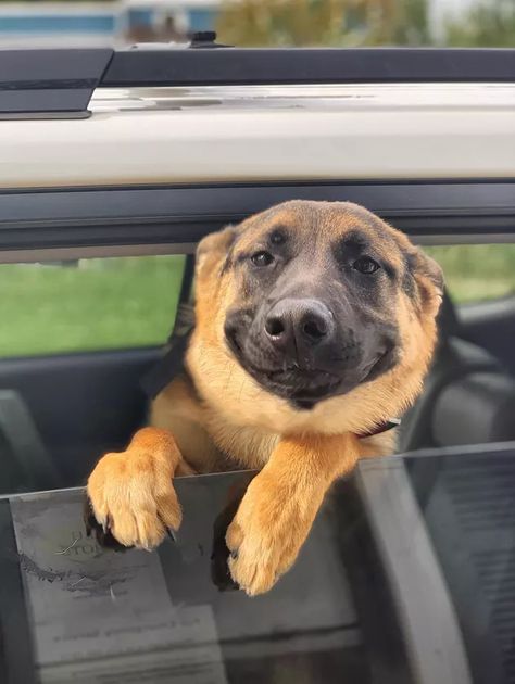 20 Dogs Just Being Their Sweet, Weird Selves | Cuteness Smiling Dog, Funny German Shepherd, German Shepherd Mom, German Shep, How He Loves Us, Funny Dog Pictures, Big Sis, Smiling Dogs, Happy Girl