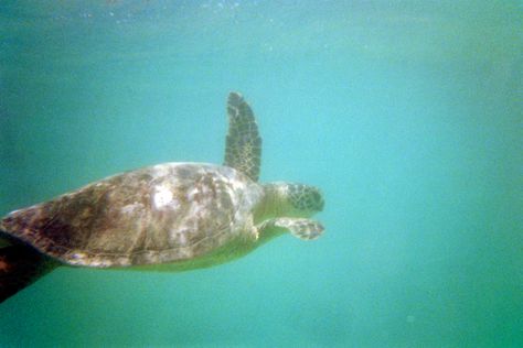 snorkeling with friends and swimming with turtles on lanikai beach in oahu, hawaii Underwater Film Photography, Hawaii Film Photography, Hawaii On Film, Mediterranean Mermaid, Pisces Szn, Underwater Film, Ocean Aesthetics, Beach Underwater, Swimming With Turtles