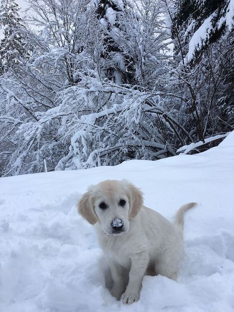 Adventure Magazine, Winter Puppy, I Love Winter, Winter Photos, Snow Dogs, Winter Vibes, Most Beautiful Dresses, Christmas Wonderland, Retriever Puppy