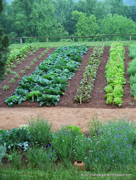 Vegetable Garden Layout Design, Plantarea Legumelor, Farm Dream, Colonial Garden, Deer Proof, Garden Layout Vegetable, Vegetable Garden Planning, Garden Plots, Ultimate Kitchen