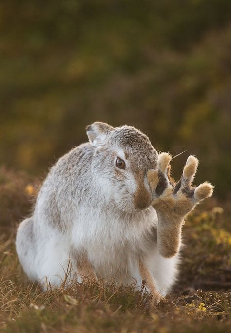 Odd Animals, Bunny Ideas, Cairngorms National Park, Animal Medicine, Honey Buns, British Wildlife, Animal Behavior, Animal Friends, Beautiful Animals