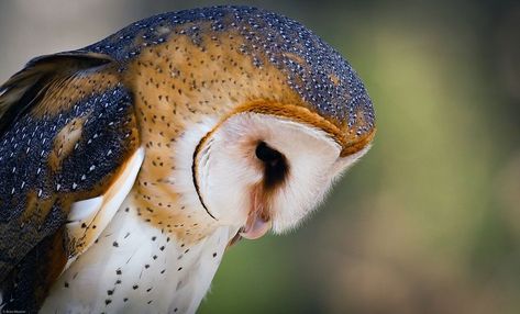 Owl Side Profile, Barn Owl Tattoo, Barn Owls, Owl Head, Owl Photography, Owl Photos, Unique Faces, Owl Tattoo, Animal Projects