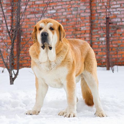 Spanish Mastiff. Stands in snow against brick wall #Sponsored , #affiliate, #Sponsored, #Mastiff, #wall, #brick, #Spanish Winter Storm Prep, English Mastiff Dog, Spanish Mastiff, The Big Chill, Winter Safety, Native American Tattoos, Livestock Guardian, All Breeds Of Dogs, Mastiff Dogs