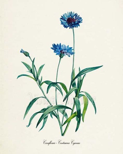 A Love For Cornflowers Cottage, Ships, Flowers, Wall, Green, Blue, White, Art