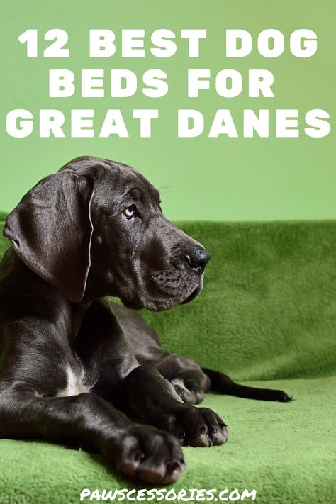 Unfortunately, things such as arthritis, joint pain, and hip & elbow dysplasia are quite common in great danes because of their large size. This makes it all too important to get them a comfortable place for them to rest. Here are 12 of the best dog beds for your Great Dane! Homemade Dog Beds For Large Dogs, Great Dane Bed, Giant Beds, Dog Beds Homemade, Giant Dog Beds, Indestructable Dog Bed, Extra Large Dog Bed, Waterproof Dog Bed, Elevated Dog Bed