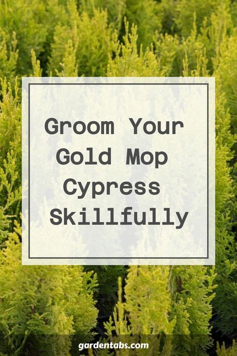 The Gold Mop Cypress is a widely sought-after evergreen shrub recognized for its vibrant yellow leaves that bring a splash of color to any garden or landscape. With its striking appearance and easy-care nature, this plant is sure to add a touch of elegance to your outdoor space. Discover the beauty of the Gold Mop Cypress for yourself and enhance your surroundings with its stunning golden hues. Gold Mop Cypress, Types Of Shrubs, Hawthorn Tree, Yucca Plant, Gardening Gear, Holly Tree, Crabapple Tree, Fiddle Leaf Fig Tree, Tree Pruning