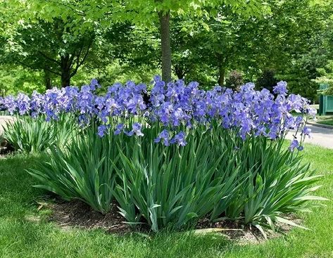 Iris Flowers Garden, Boxwood Landscaping, Modern Gardening, Front Yard Flowers, Purple Iris Flowers, List Of Flowers, Gardening Hacks, Garden Decor Ideas, Easy Landscaping