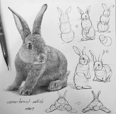 Watercolor Animation, Maus Illustration, Bunny Sketches, Materi Bahasa Jepang, Some Drawings, Rabbit Drawing, Animal Drawings Sketches, Bunny Drawing, 강아지 그림