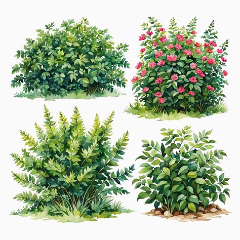 Bushes Simple Bush Drawing, Painting Bushes And Trees, Watercolour Bush, Bushes Drawing, Bushes Illustration, Bushes Painting, Bushes Png, Bush Illustration, Bush Painting