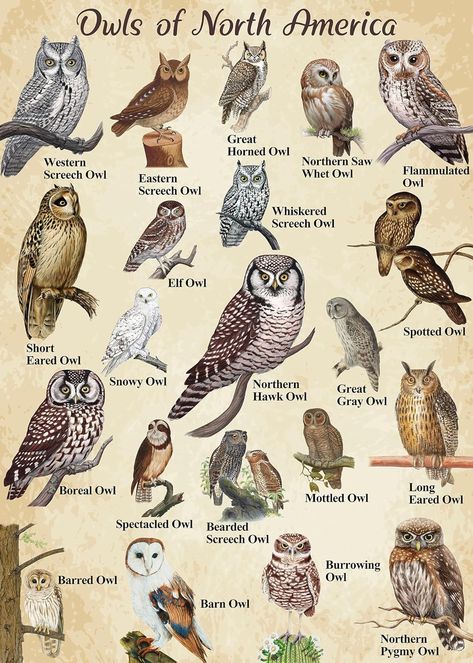 Bird Puzzle, America Nature, Hawk Owl, Owl Posters, Short Eared Owl, Owl Photography, Owl Wall Decor, Brown Owl, Black Owl