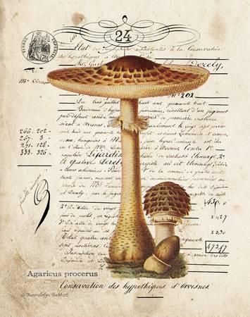 Mushroom I Art by Gwendolyn Babbitt - at AllPosters.com. Choose from over 500,000 Posters & Art Prints. Value Framing, Fast Delivery, 100% Satisfaction Guarantee. Vintage Mushroom, Scrapbook Printables, Mushroom Art, Vintage Stamps, Fine Arts Posters, Aesthetic Stickers, High Quality Art Prints, Find Art, Custom Framing