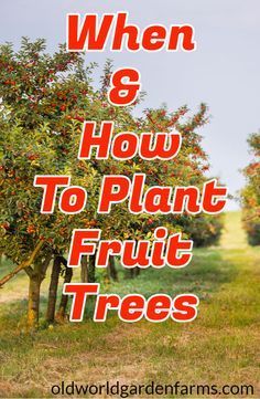 Home Fruit Orchard, Landscape Arbor, Plant Fruit Trees, Colorado Gardening, Fruit Trees Backyard, Planting Fruit Trees, Fruit Tree Garden, Nut Trees, Orchard Garden