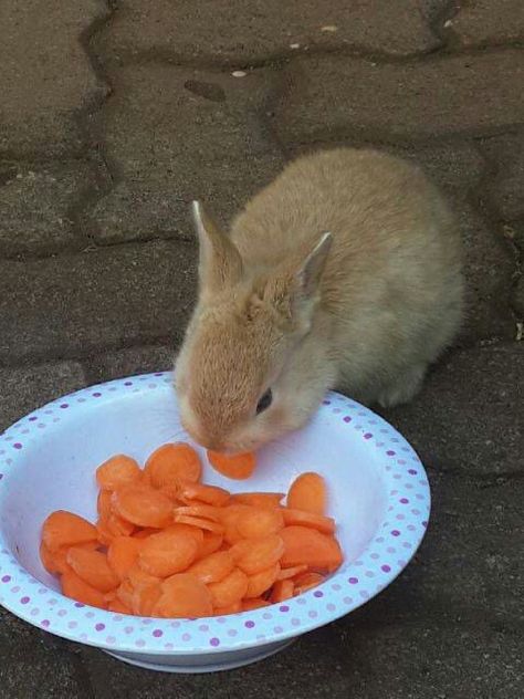 Lunch time :-! Carrot Aesthetic, Bunny Eating Carrot, Bunny Eating, Lunch Time