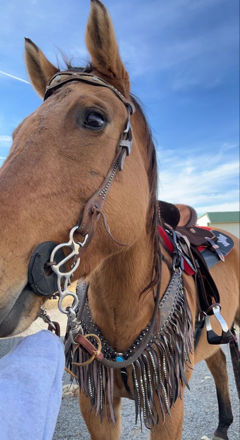 Horse Tacked Up, Western Riding Clothes, Western Horse Riding, Aqha Horses, Horse Jokes, Ranch Horse, Western Horses, Dream Horse Barns, Cute Horse Pictures