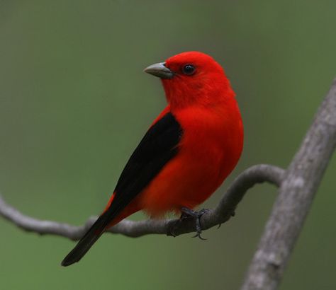 Wild Birds Photography, Birding Journal, Scarlet Tanager, Wooded Area, Mind's Eye, Backyard Birds, Bird Pictures, Tropical Birds, Red Birds