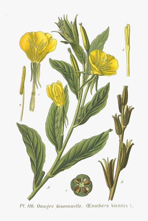 Evening primrose (Oenothera biennis) | MeadowSweet Primrose Plant, Evening Star, Illustration Botanique, Wild Edibles, Primrose Oil, Evening Primrose Oil, Flower Spike, Print Flower, Evening Primrose