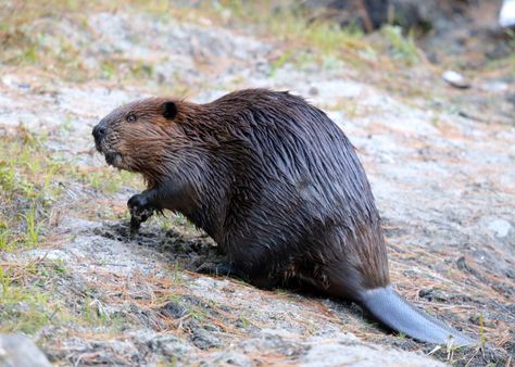 North American Beaver - Castor canadensis photo - Tom Murray photos at pbase.com Beaver Reference, Reference Doodles, Sea Animals Tattoo, Beaver Pictures, Beaver Animal, North American Beaver, Powwow Regalia, North American Animals, American Wildlife