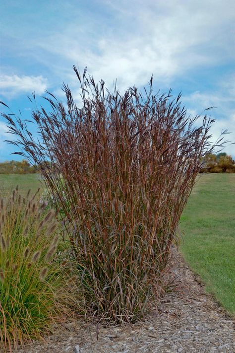 Include vertical interest in your plantings with tall ornamental grasses. Tall Grass Landscaping, Big Bluestem, Ornamental Grass Landscape, Grass Landscaping, Landscaping Grasses, Tall Ornamental Grasses, Indian Warrior, Grass Landscape, Grass Garden