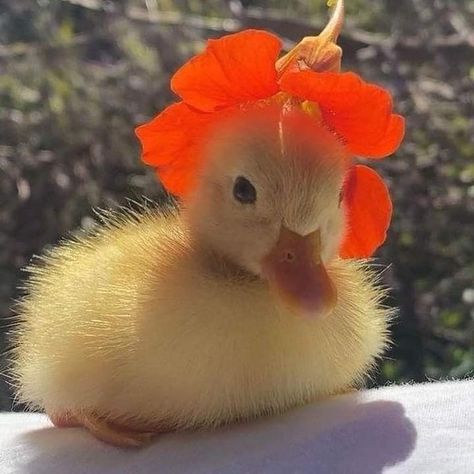 Duck Aesthetic, Silly Animal Pictures, Duck Pictures, Aesthetic Funny, Cutee Animals, Pet Ducks, Cute Ducklings, Funny Parrots, Cute Small Animals