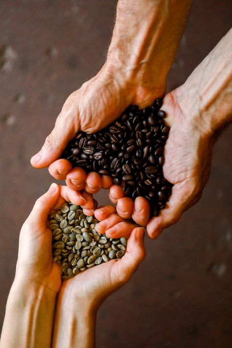 Green Coffee Beans Photography, Coffee Bean Photography, Coffee Beans Aesthetic, Maru Coffee, Coffee Campaign, Green Campaign, Coffee Beans Photography, Coffee Nature, Coffee Seed