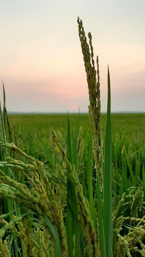 Paddy Field Aesthetic, Paddy Field Photography, Paddy Field, Photography Reference, Rice Field, Wine Photography, Color Wallpaper Iphone, Rice Grain, Plant Wallpaper