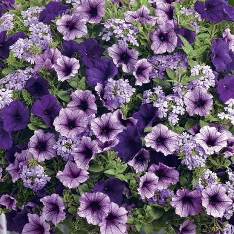 Purple Container Flowers, Colorful Shade Plants, Petunia Hanging Baskets, Hanging Flower Basket, Deer Resistant Perennials, Flower Baskets, Container Gardening Flowers, Hanging Flower Baskets, Plants For Hanging Baskets