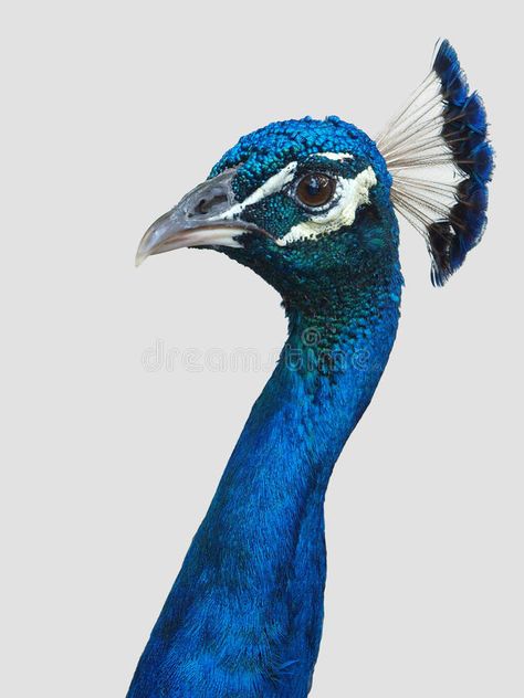 Peacock head and neck. Photo of a peacock's head and neck in profile and close u , #affiliate, #neck, #head, #Peacock, #Photo, #close #ad Peacock Head, Neck Photo, Peacock Coloring Pages, Peacock And Peahen, Neck Drawing, Peacock Drawing, Peacock Canvas, Peacock Photos, Mid Century Modern Artwork