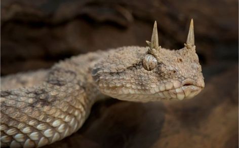 10 Animals Found In Romania - WorldAtlas.com Horned Viper, Viper Snake, Pretty Snakes, Snake Wallpaper, Wild Animals Photography, Cute Reptiles, Cute Snake, Snake Art, Beautiful Snakes