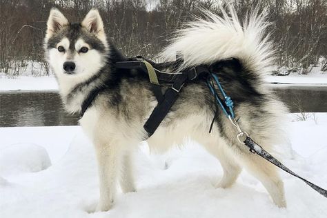 Klee Kai Dog, Alaskan Klee Kai Puppy, Alaskan Dog, Husky Breeds, Alaskan Klee Kai, Rare Dog Breeds, Akc Breeds, Alaskan Husky, Rare Dogs